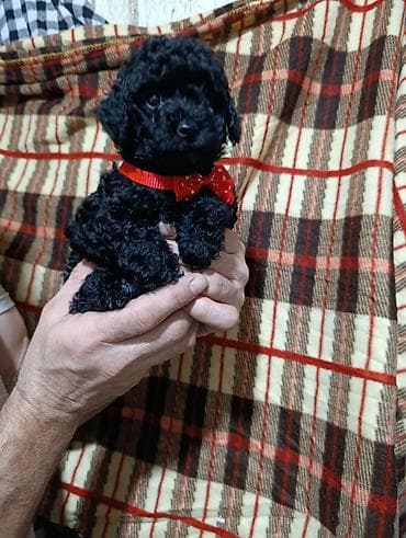 it qovan cihaz: Pudel — 2