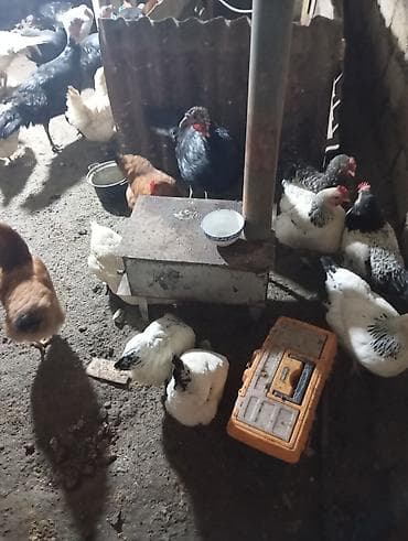 dana heyvan: Toyuq — 1