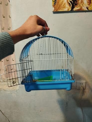 canavar dişi satılır: Erkək dişi birlikdə satılır tam sağlam .1 aylıq yemi 2 meşok apilkası — 3