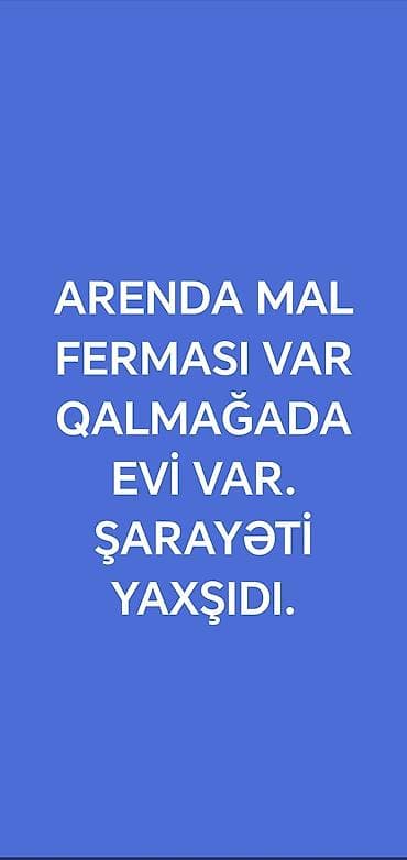 ehmedlide ev: Arendaya heyvandarlıq (mal) ferması təklif olunur. Fermada qalmaq üçün — 1