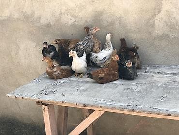 poni şəkilləri: Toyuq cücələri, Damazlıq — 3