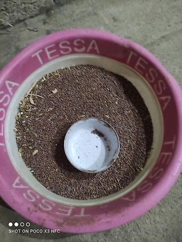 Turp toxumu - Toxum tərkibi: xırda dənlər qarışığı (darının xırda lalafo.az -da Turp toxumu - Toxum tərkibi: xırda dənlər qarışığı (darının xırda