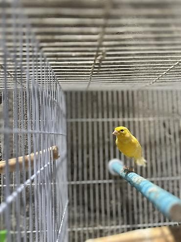 pit bul: Bülbül Kanarya quşları cütdülər erkəy oxuyur qızğın quşlardır kim — 2