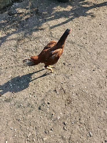 kend toyuqu: Toyuq, Yumurtalıq, Ödənişli çatdırılma — 5