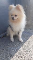 померанский шпиц купить: Шпиц, 1 год, Самец, С прививками — 4