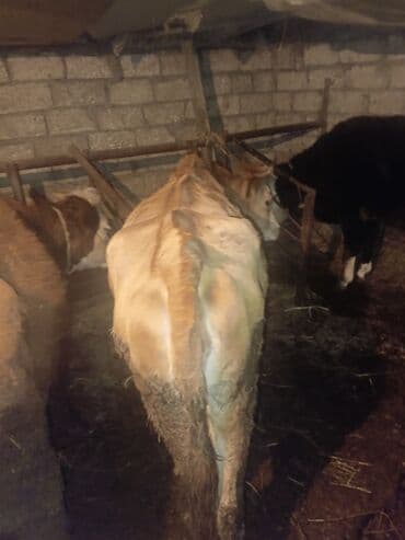 simental inek qiymeti: Dişi, il: 1, 140 kq, Ətlik, Ünvandan götürmə — 2