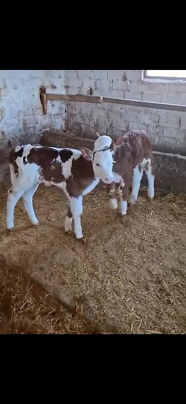 simmental cinsi: Satılır: 2 ədəd cins buzov - Cins: simmental tipli (ağ-al rəng — 1