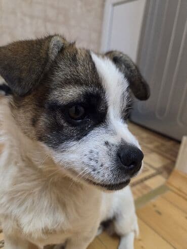 itlerin satisi 2017: 6aylıq zvanok Dişidir cox Cıvraq enerjik bir itdir dişlemir uaaglar — 4