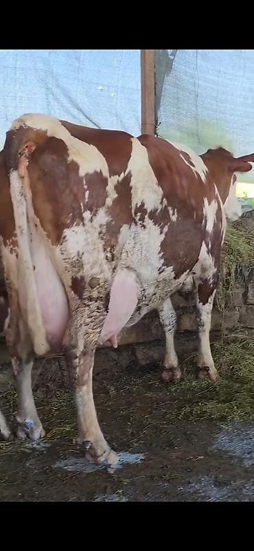 ineklər: Simental inek inci balasi erkək 4 gunluk bala ile 38.40 lt sudu var — 10