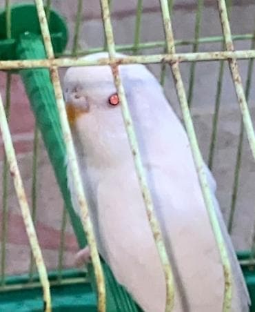 qus satisi: Tutuquşu-Albinos qırmızı göz Lutino. Dişidir.Barter olar(Baxır nəylə) — 1