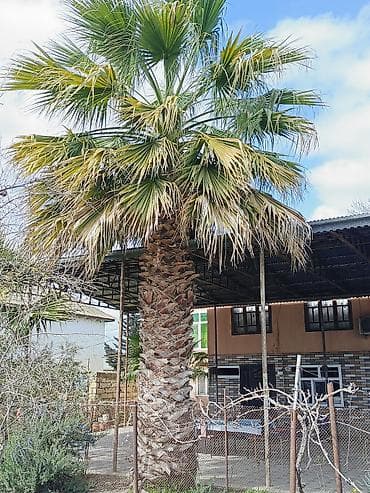 agac tingleri: Meksika Fan Xurması (Washingtonia robusta) – həyət və bağ üçün — 2