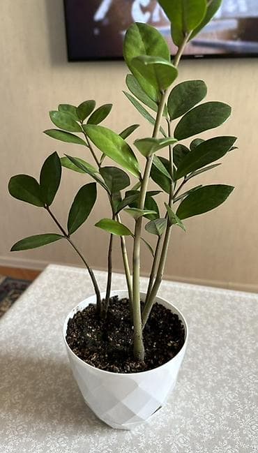 diffenbaxiya bitkisi: Zamioculcas zamiifolia (ZZ bitkisi) – dekorativ otaq bitkisi - Parlaq — 5