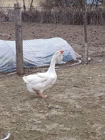 qaz bala: Ağ rəngli qaz - Cins: ağ yerli qaz - Rəng: tam ağ lələklər, narıncı — 2