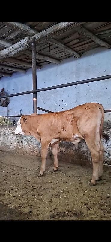Mal-qara: Simmental cinsinə yaxın, açıq qəhvəyi rəngli, ağ üzlü dana. - — 3