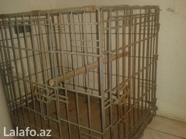 Qefes mohkem demir aletle duzelib. Qartal balasi olub 1 defe. Bawka