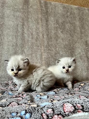 heyvanlar: Şotland, Yaxşı əllərə — 5