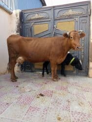 Inəklər, öküzlər: Inəklər, öküzlər — 1