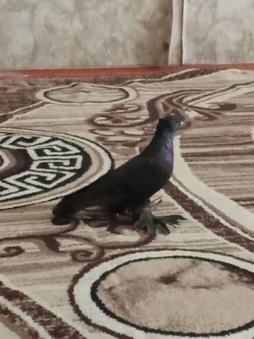 en iri it cinsi: Qara rəngli ev göyərçini - Rəng: dərin qara, boyun hissəsində — 3