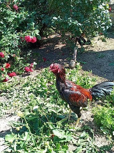 Aseel/Nəcd tipli xoruz - Cins: kənd tipli döyüş xarakterli Aseel/Nəcd lalafo.az -da Aseel/Nəcd tipli xoruz - Cins: kənd tipli döyüş xarakterli Aseel/Nəcd