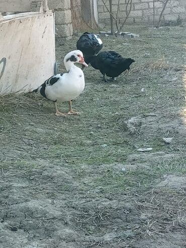 ördək balası satışı: Musk ördəkləri – rəngli (qara-ağ) lələklər, iri bədən quruluşu, sakit — 9