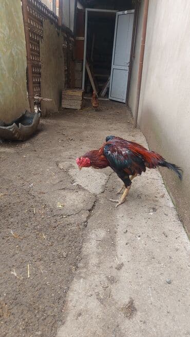 домик для большой собаки: Xoruz, il: 2 — 5