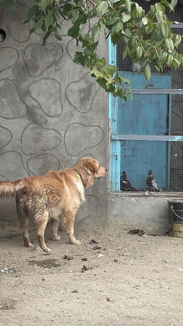 лабрадор купить: Labrador-retriver, 1 il, Erkek, Peyvəndli, Ünvandan götürmə — 2