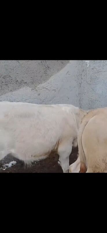 dovşan satışı: Satışda: 2 baş ətlik buzaq - Növ: erkək buzaqlar - Rəng: açıq krem və — 7