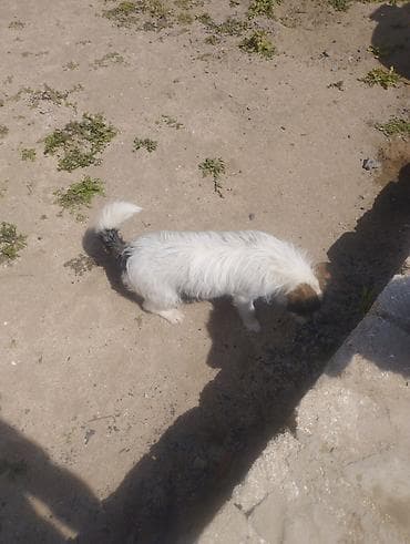 itlerin davasi: Pudel, 1 il, Erkek, Cütləşmə üçün, Ödənişli çatdırılma — 5