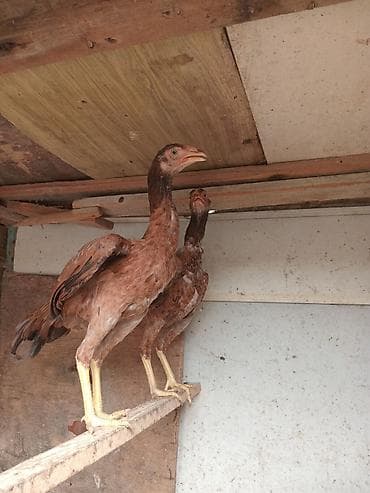 sirin heyvan adlari: Təmiz Turk cinsi fereler 5aylig qiymet cutune aiddi — 2