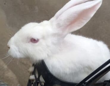 dovşan qiymətləri: Ağ rəngli dovşan
Ev dovşanıdı tualete öyreşdirilib — 1