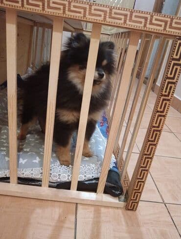 it üçün ev: Pomeran (Spitz) balası - Rəng: qara-tan (qara kürək, üz və pəncələrdə — 4