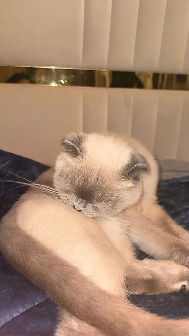 tap az pisik: Şotland yastı qulaq, Dişi — 6