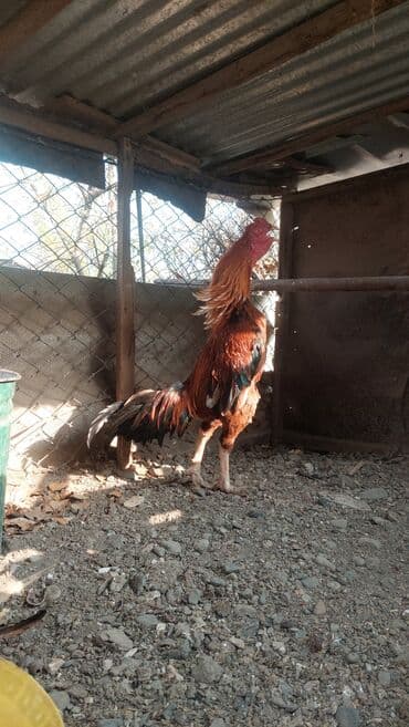 qaz və ordək: Xoruz, il: 1 — 6