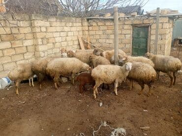 12 baş qoyun satılır yaşlida var cavanda ilde 2 defe Bala verir hal lalafo.az -da 12 baş qoyun satılır yaşlida var cavanda ilde 2 defe Bala verir hal