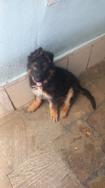 Alman çoban iti, Peyvəndli