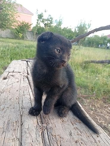 qara pitbull: Dişi, Yaxşı əllərə — 2