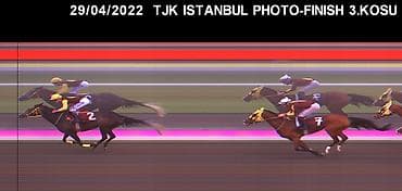 Коровы, быки: Самка, Ereb, лет: 8 — 2