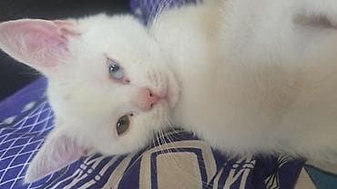 Pişiklər: Erkək, Yaxşı əllərə — 3