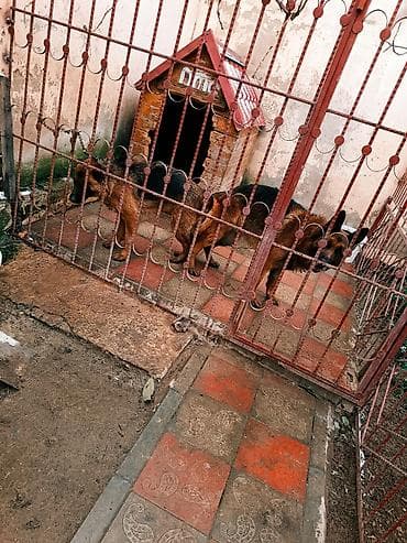 lələkli heyvanlar: Alman çoban iti, 11 ay, Dişi, Peyvəndli, Ünvandan götürmə — 1