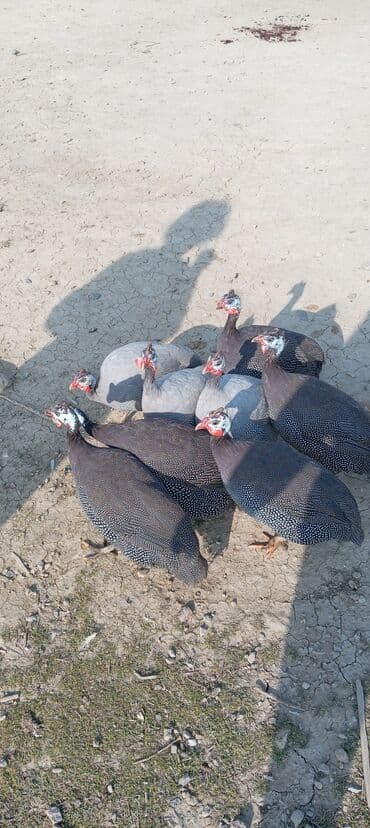 Jeep: Toyuq, Damazlıq — 2