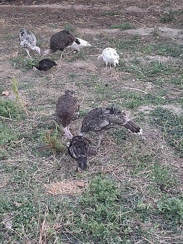 əbabil quşu: Məhsul: Hind toyuğu balaları salam heyet şəraitində böyümuş hinduşqa — 6