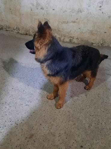 heyvan hekimi: Alman çoban iti, 6 ay, Dişi, Sənədli, Ünvandan götürmə — 3