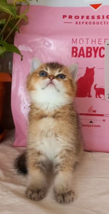 balaca pişik: Britan, Erkək, Yaxşı əllərə, Ünvandan götürmə — 5