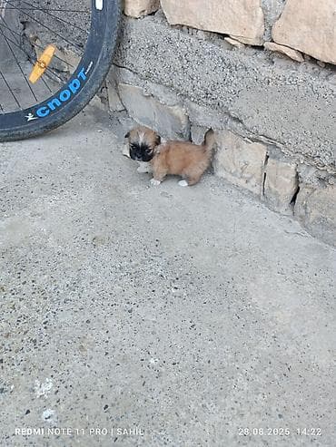 çin aslanı: 2 ay, Dişi, Peyvəndli — 4