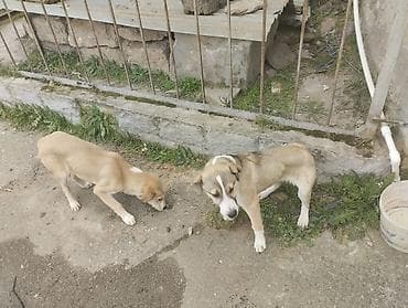 heleb kecisi satilir: 5 ay, Dişi, Ünvandan götürmə — 1