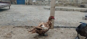 çöl ördeyi: Dişi, | Lal ördək, Damazlıq, Ödənişli çatdırılma — 2