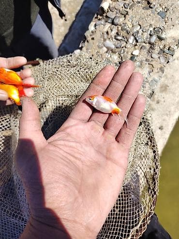 qızıl baliq: Qızıl balıq, Sülhsevər — 4