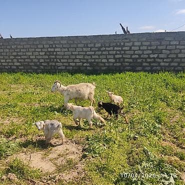 sani keci: - Ana bala keçi dort balasi var üçü erkey biri disididi cins heyvandi — 6