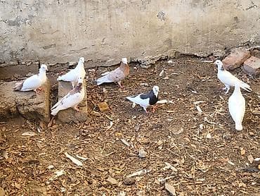 tap. az itler: Məhsul: Ev göyərçinləri sürüsü Təsvir: - Şəkillərdə müxtəlif rəng — 9