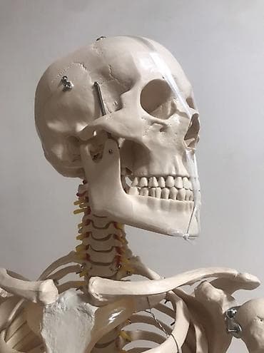 Медицинское оборудование: Viva Science tam ölçülü insan skeleti modeli - Brend: VIVA SCIENCE — 3